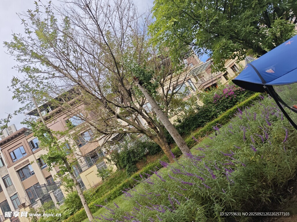 小区内的绿植与建筑景观