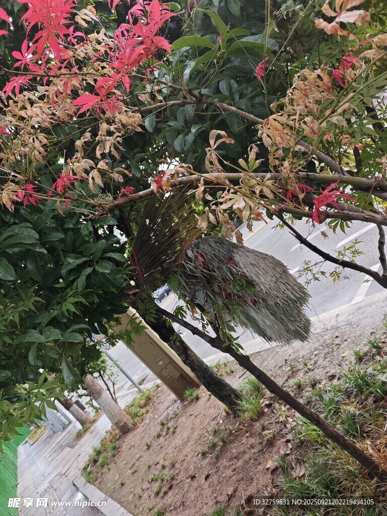 枝头繁花与休憩飞鸟