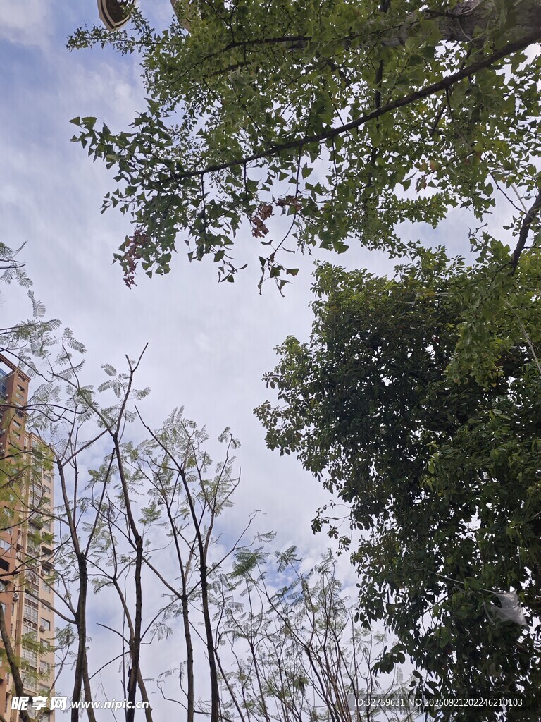 林间树梢望蓝天
