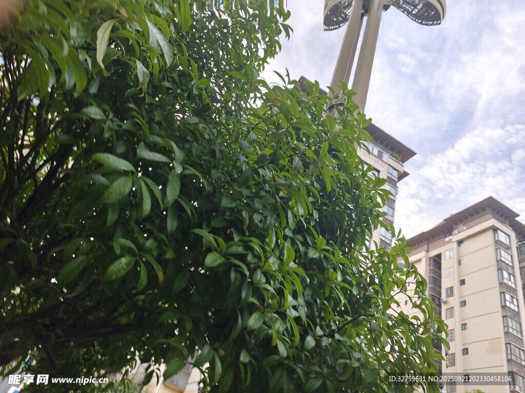 绿植掩映中的城市街景