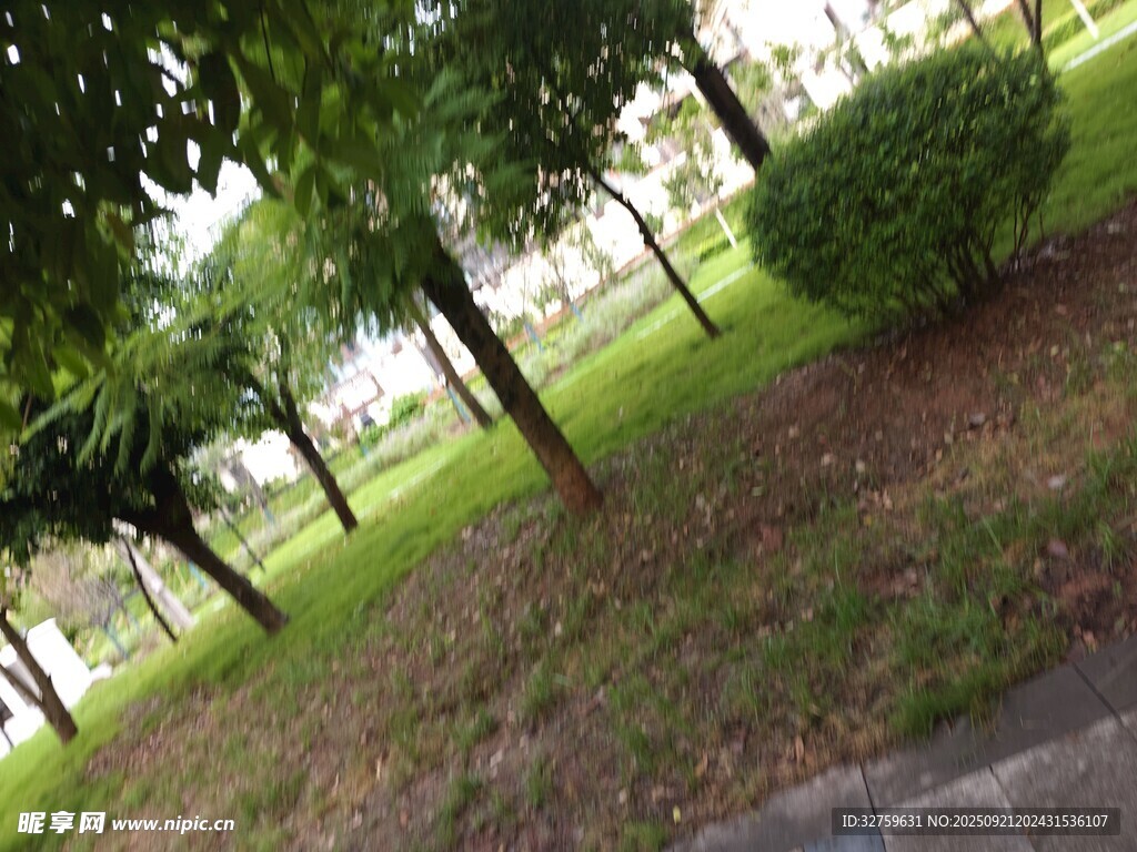 公园绿荫下的宁静景致