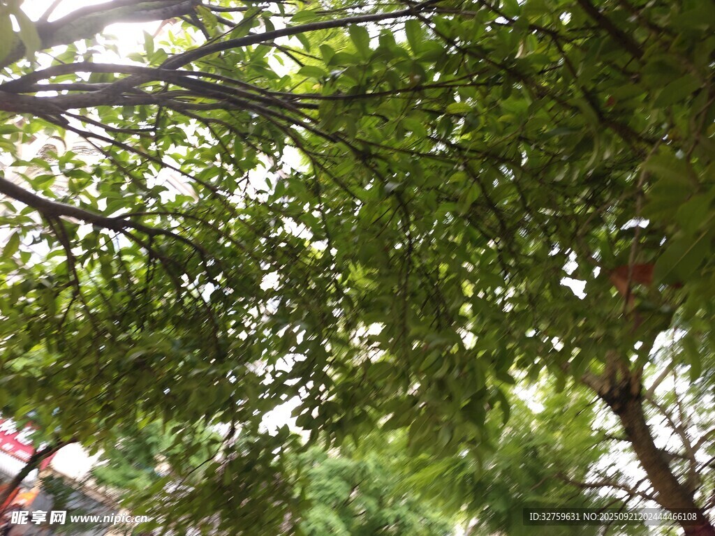 绿荫下的繁茂枝叶