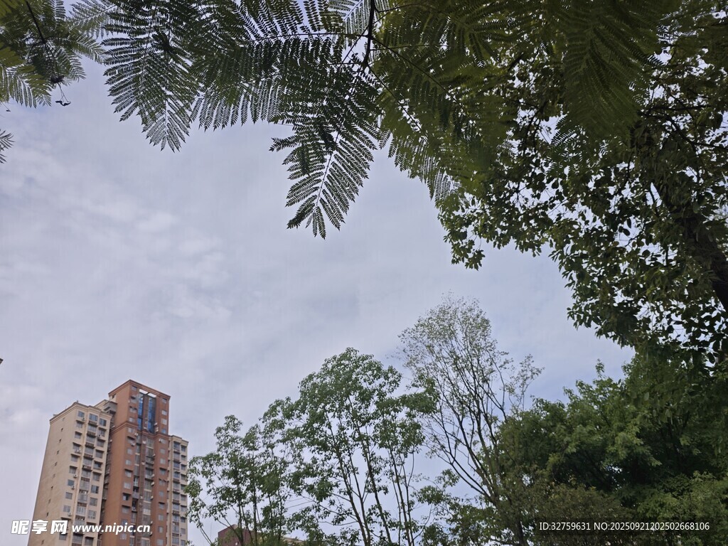 高楼旁的繁茂绿植景观