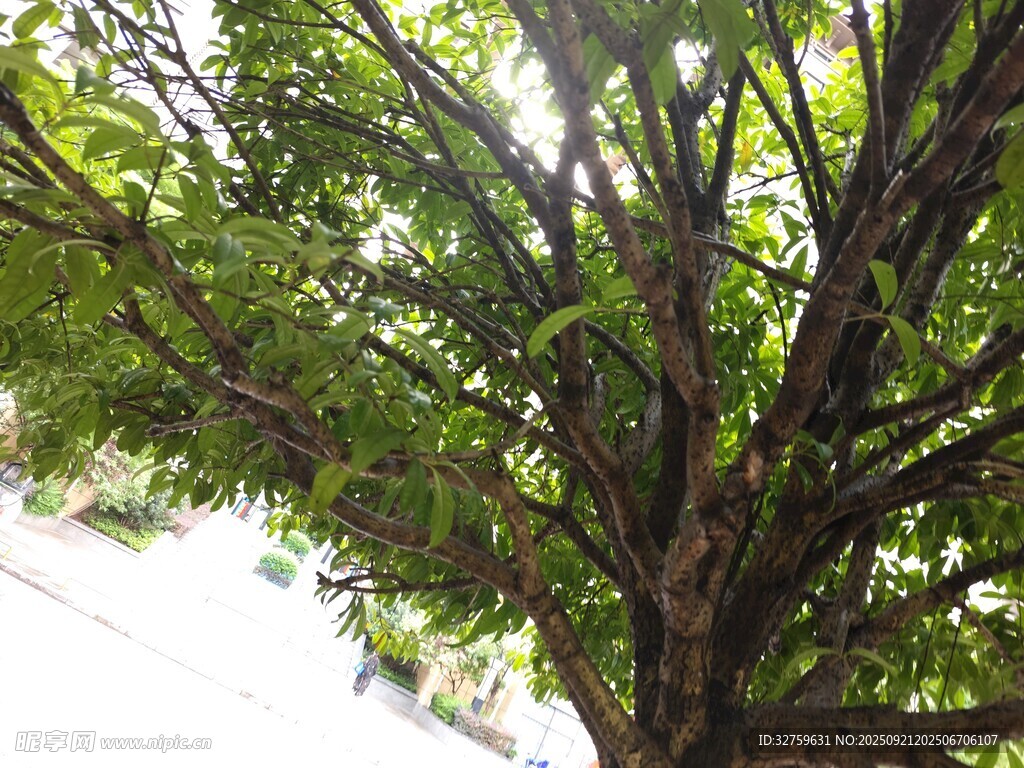 阳光下繁茂的绿树