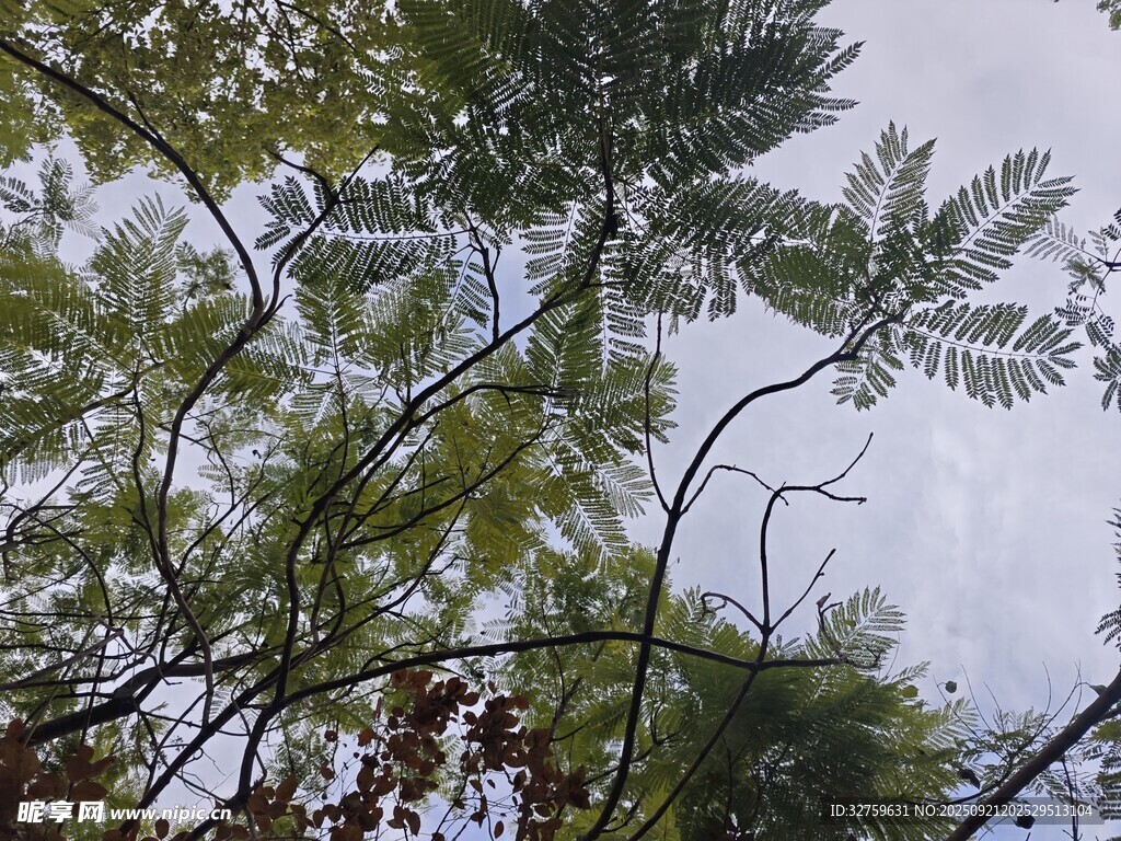 仰视繁茂枝叶