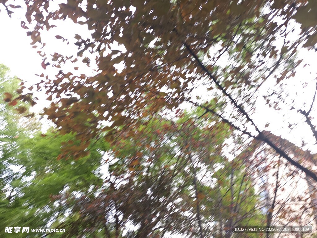 仰视视角下的繁茂树木
