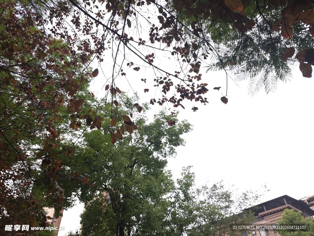 林间树梢下的建筑一角