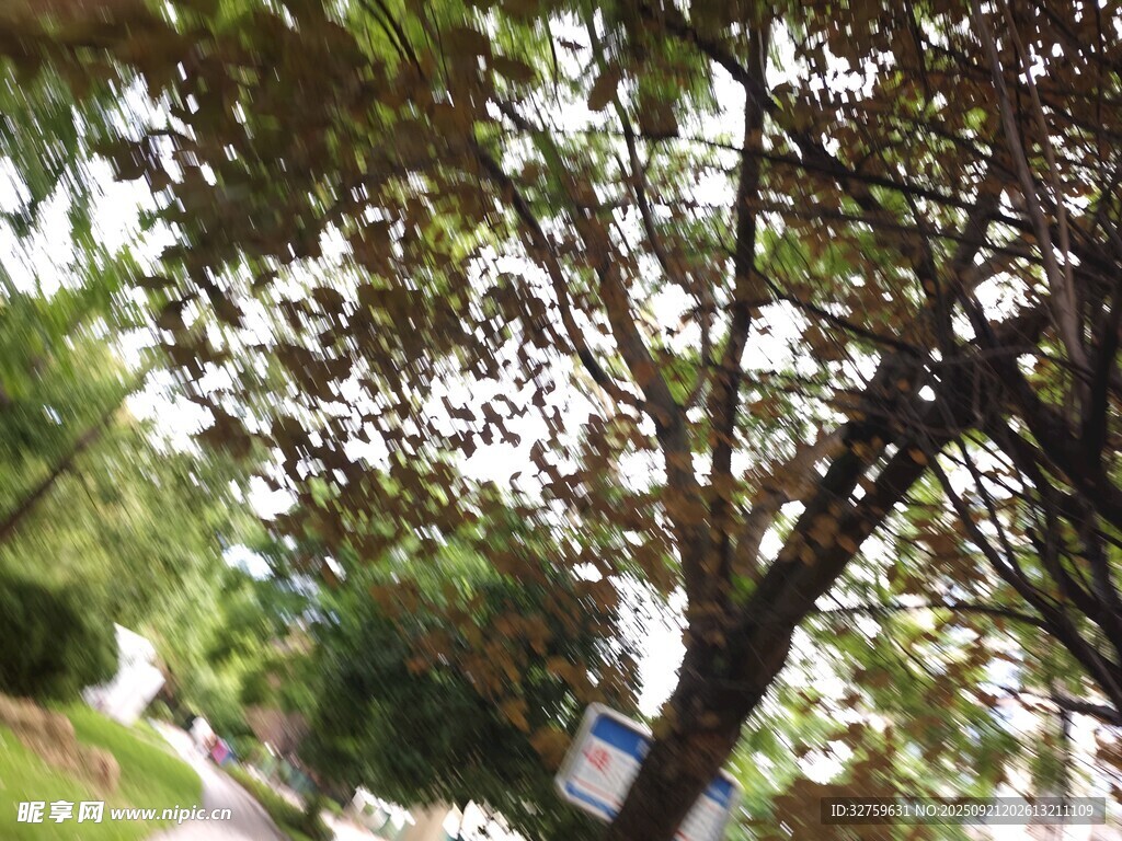 绿树成荫的街道景象