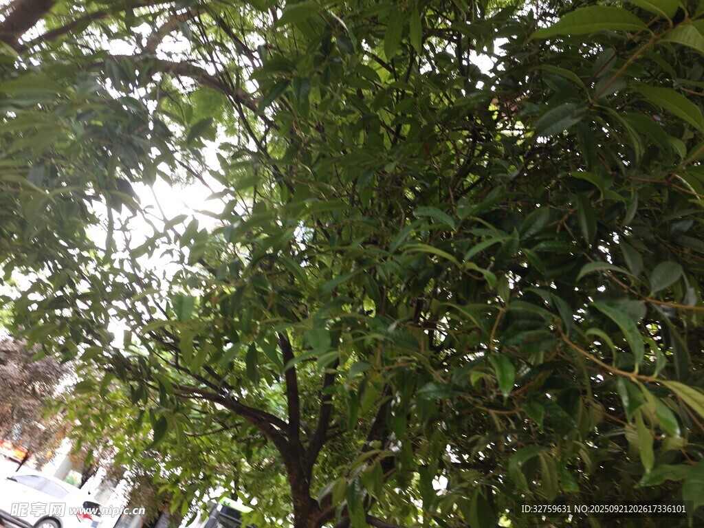 繁茂绿树