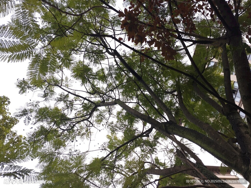 仰视繁茂树枝