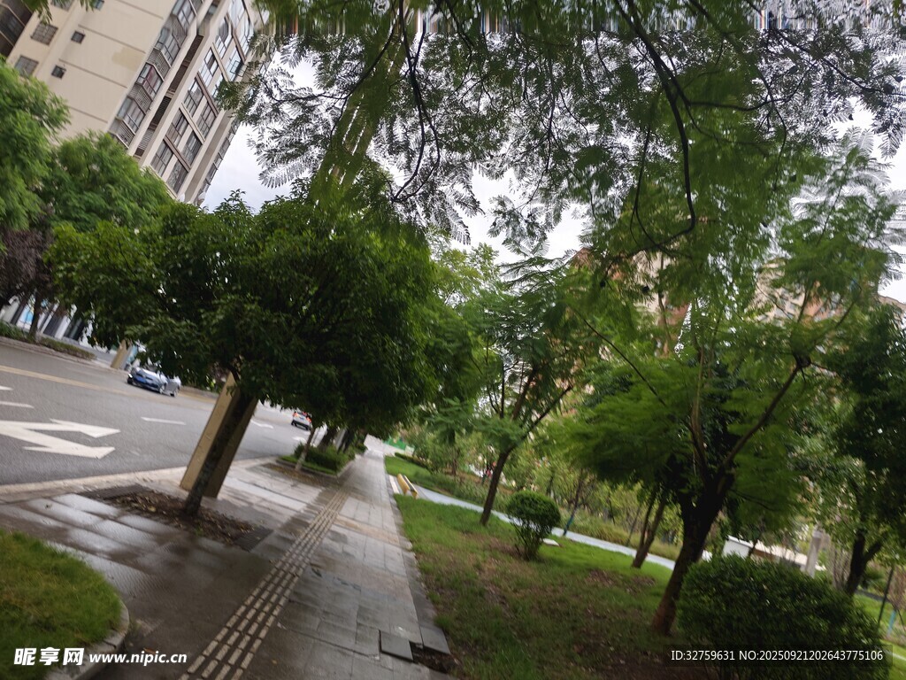 雨后城市林荫小道