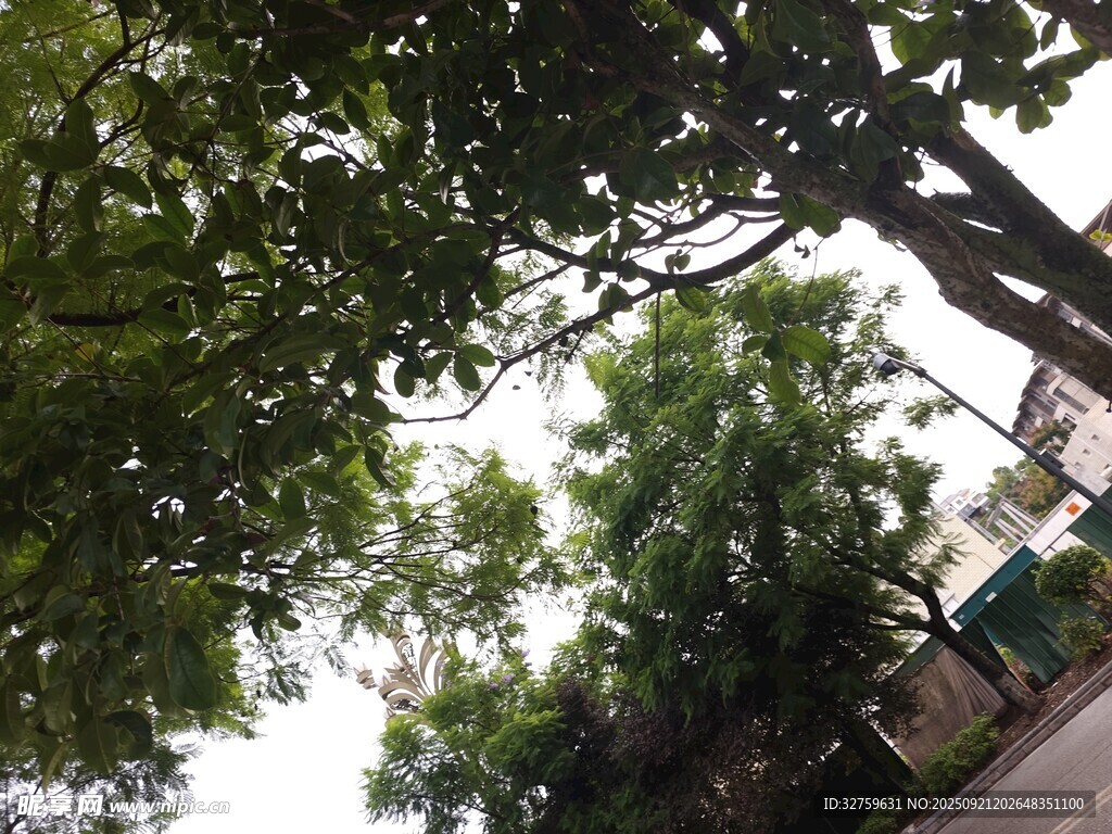 仰视繁茂绿树与周边景致