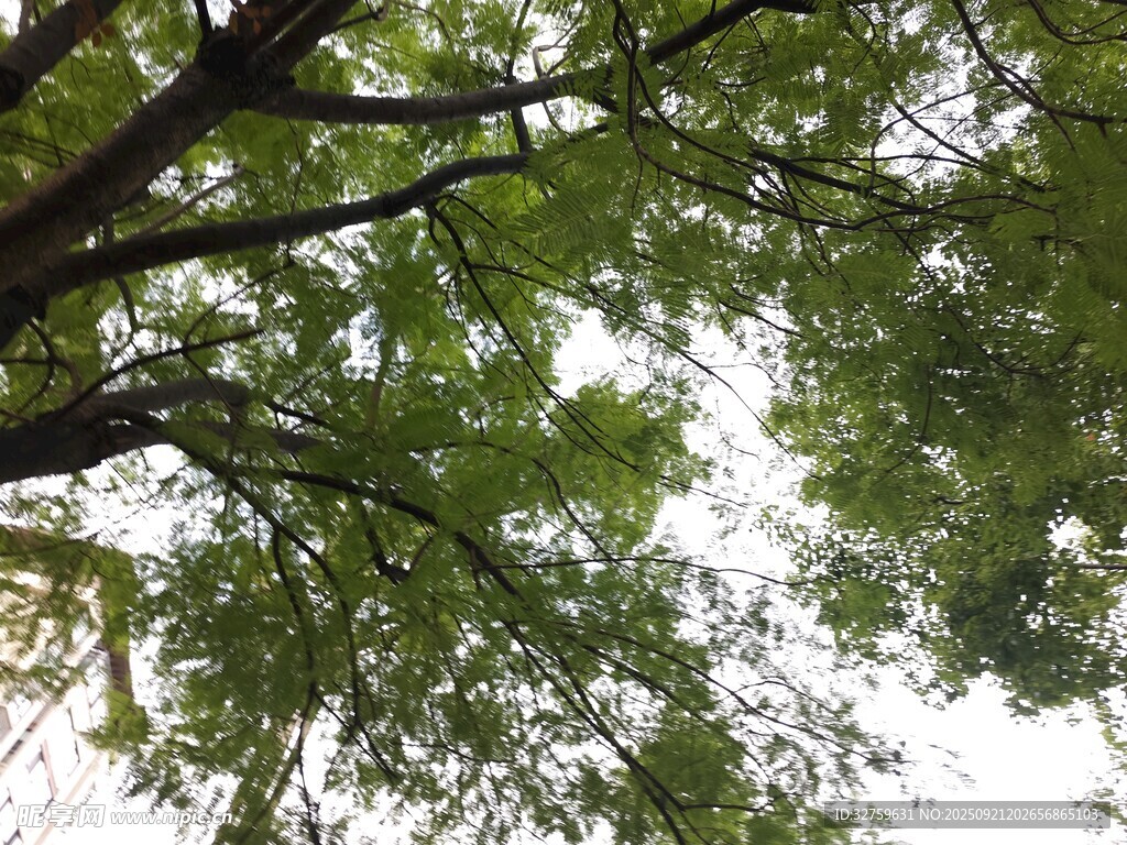 仰视繁茂枝叶绿意盎然