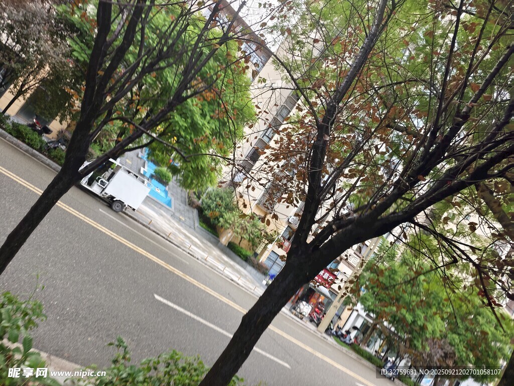 城市街道旁的绿树与车辆