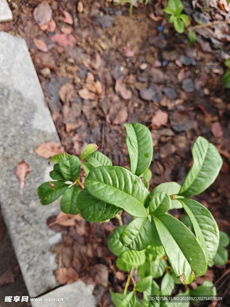 墙边嫩绿植物生机盎然