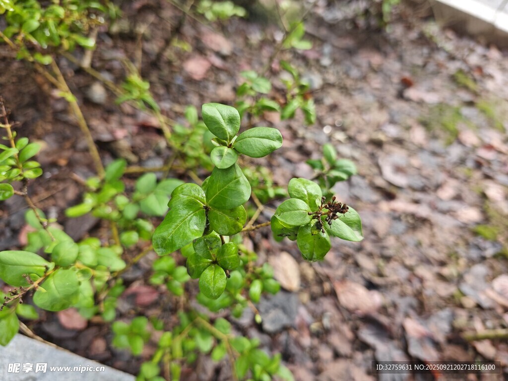 地面绿植与落叶景象
