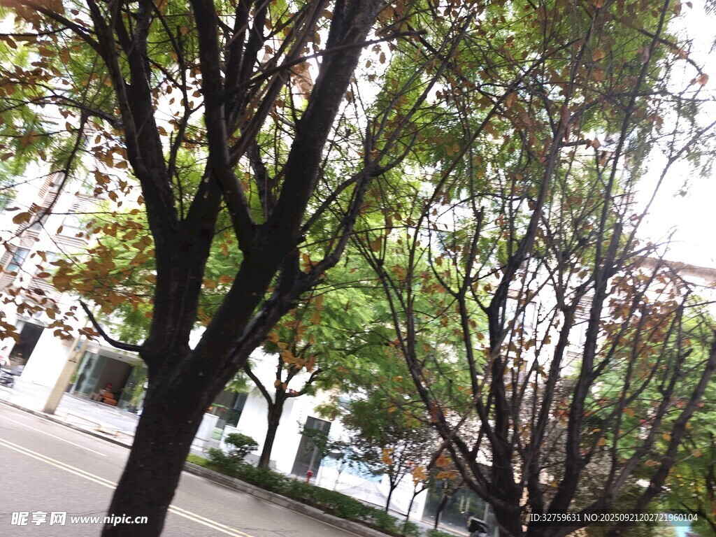 城市街道旁的绿树景观