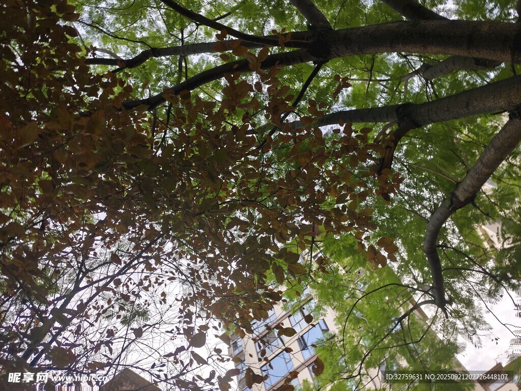 仰视繁茂树枝与斑驳光影
