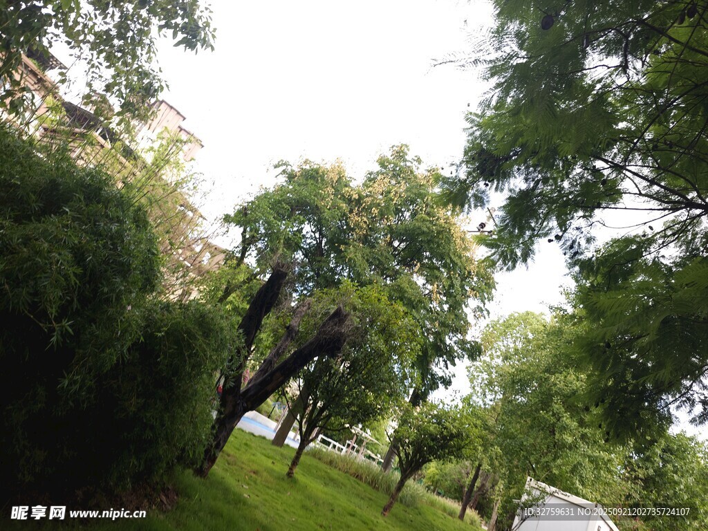 夏日林间绿意盎然景象
