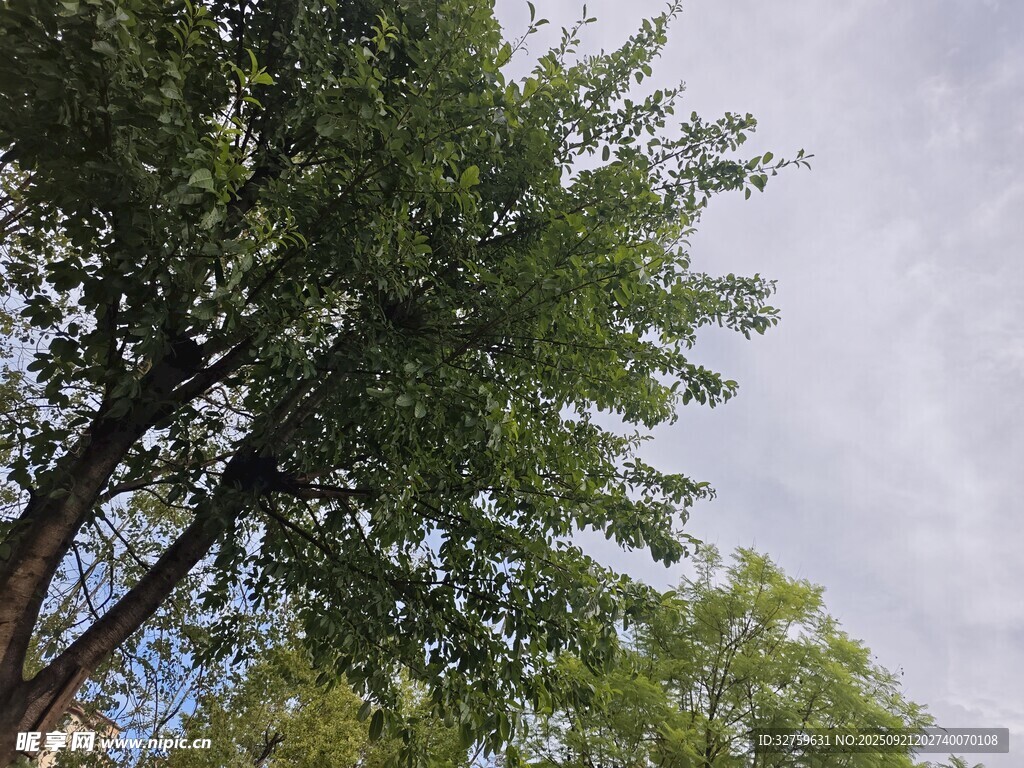 挺拔绿树映衬晴朗天空