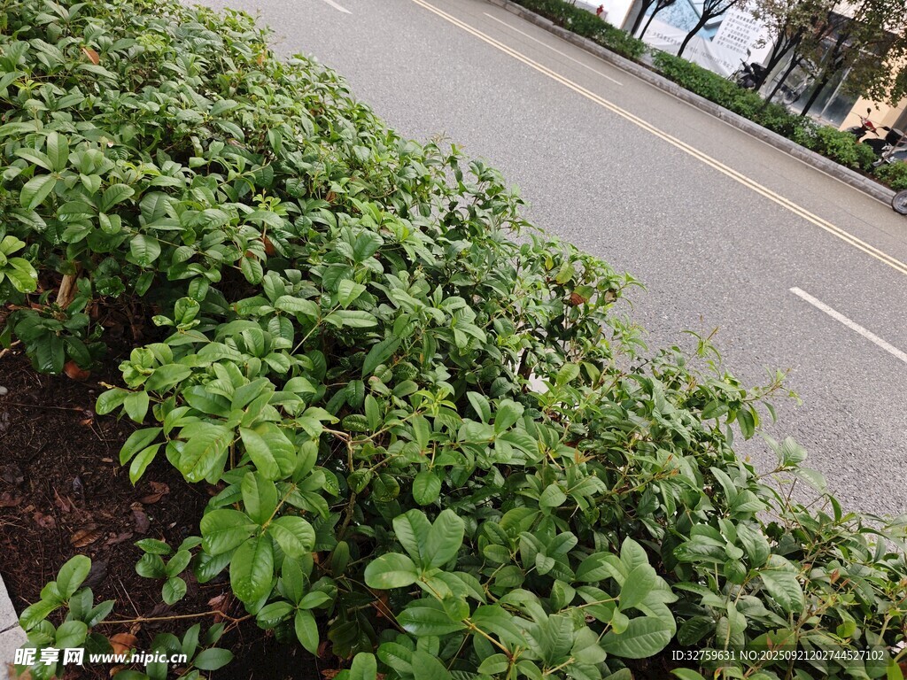 路边绿植景观