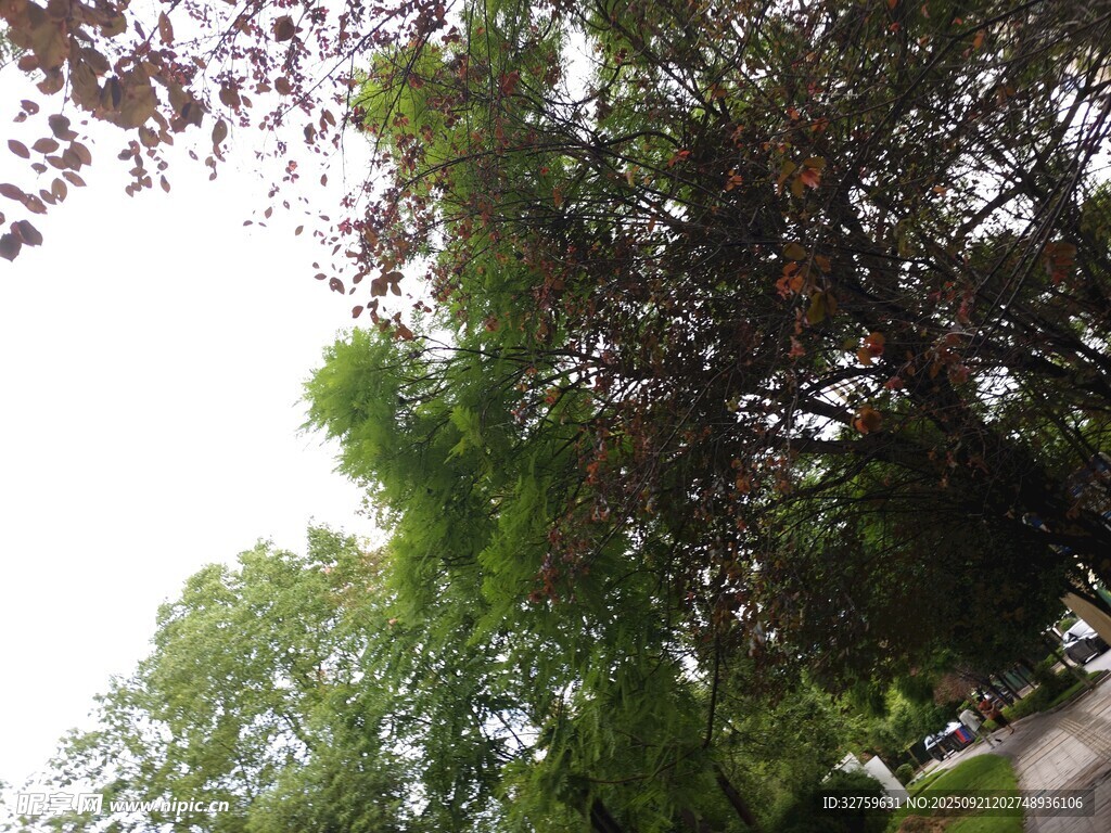 绿树成荫的自然景致