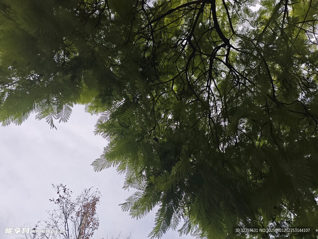 仰视茂密枝叶