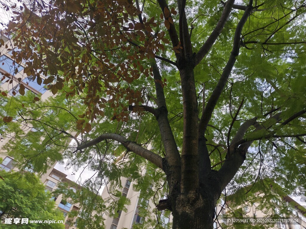 高大繁茂的绿树