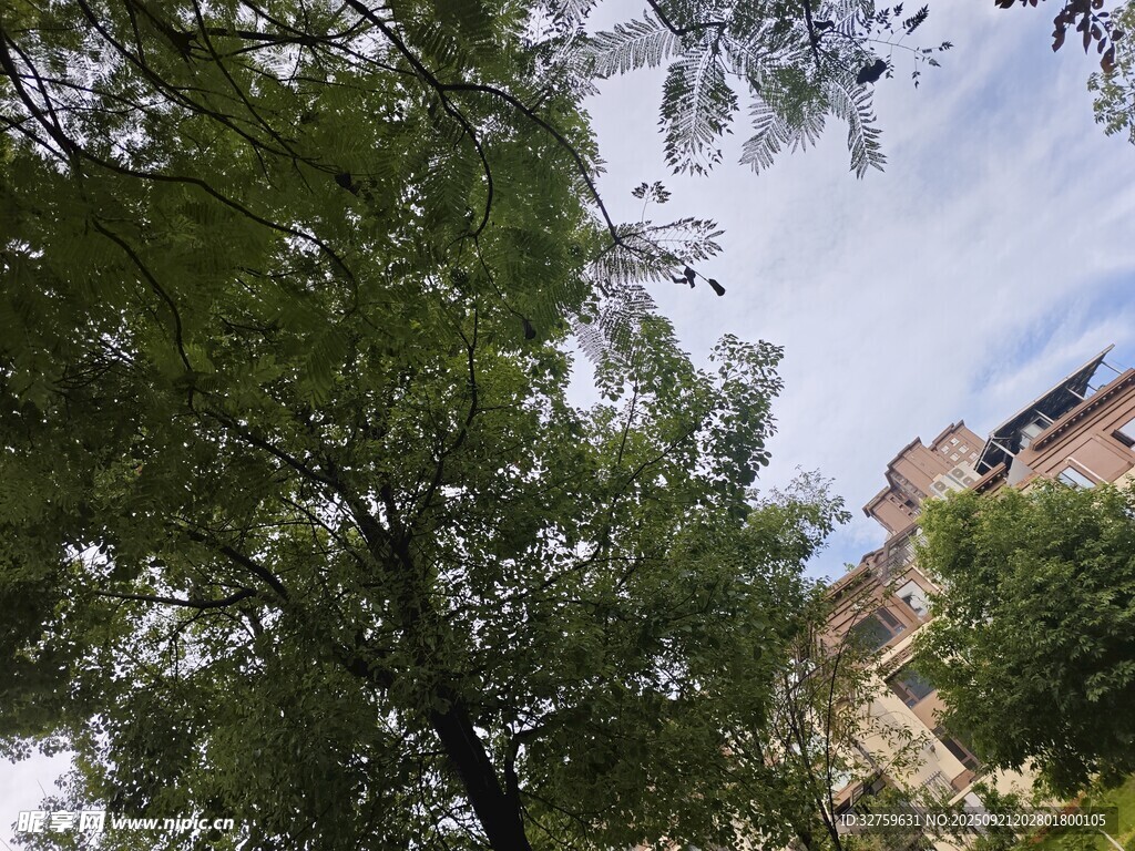 仰视绿树与背后建筑