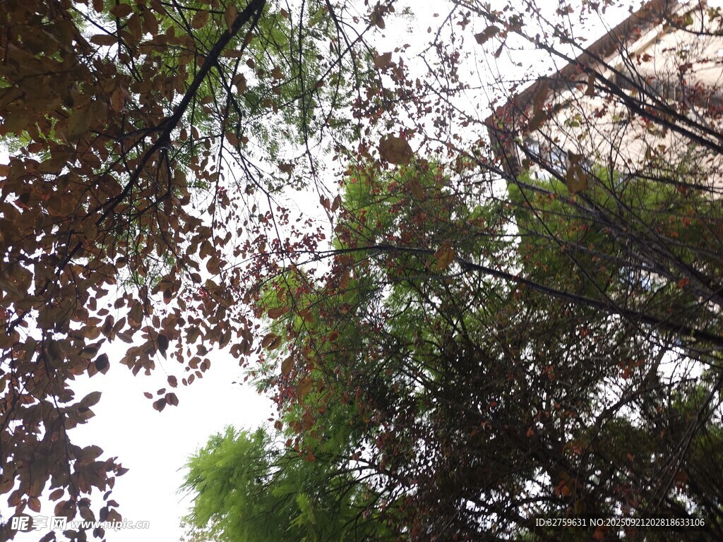 仰视林间树木繁茂景象