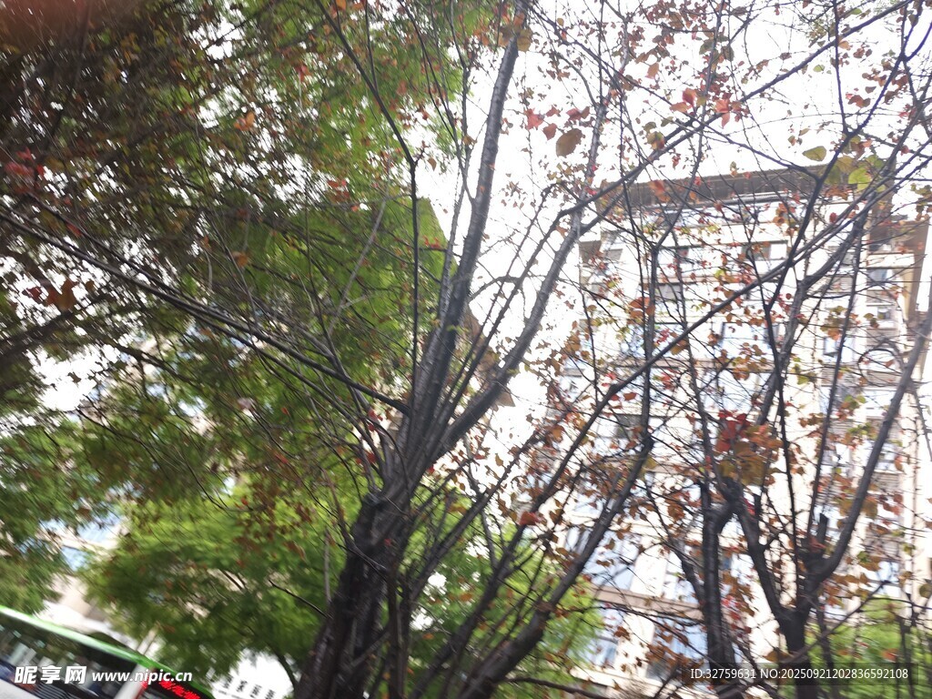城市中树木与建筑景观