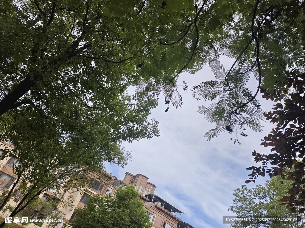 仰视绿树间的建筑天空