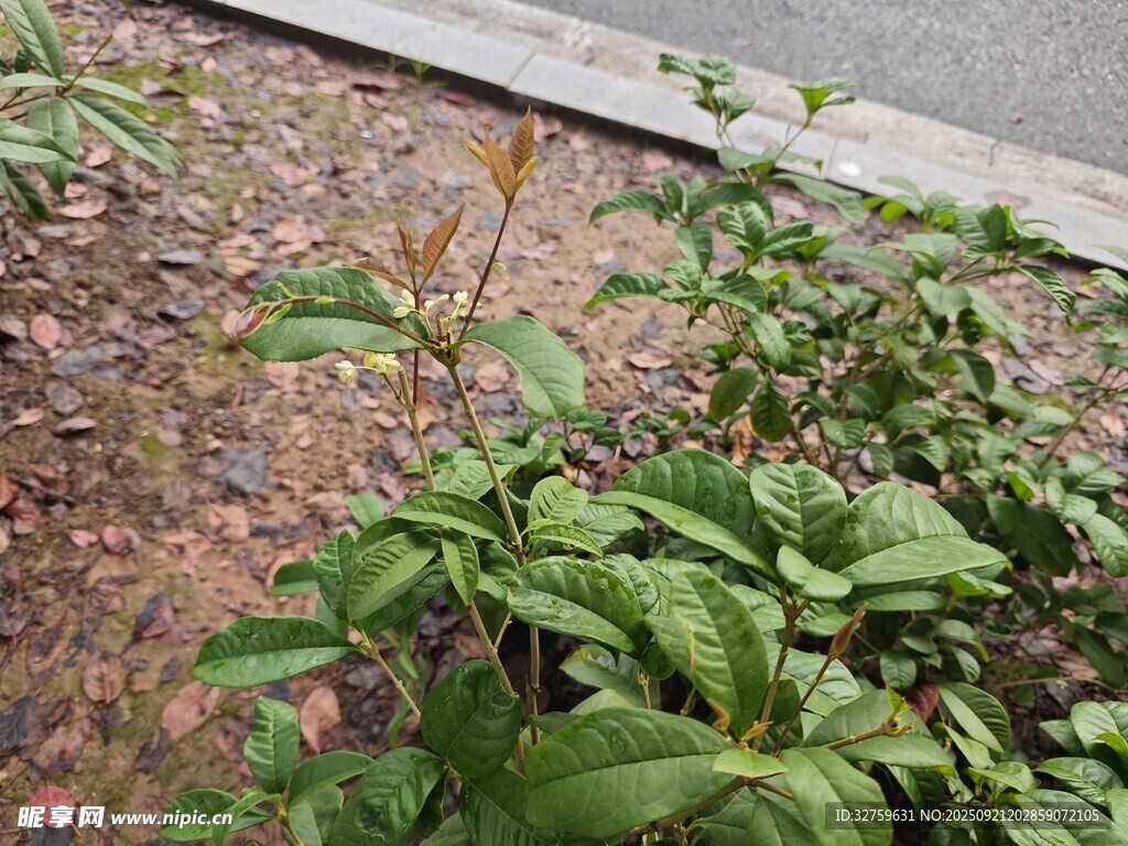 路边生长的绿色植物