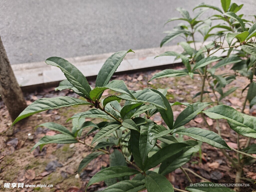 绿叶植物近景