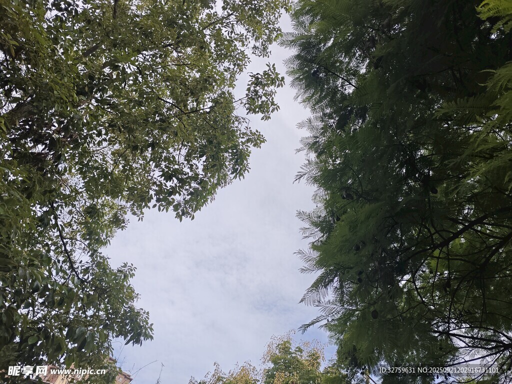仰视繁茂绿树与天空