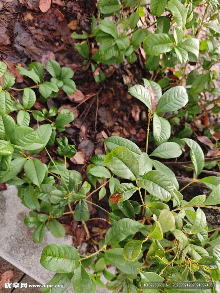 地面生长的嫩绿植物
