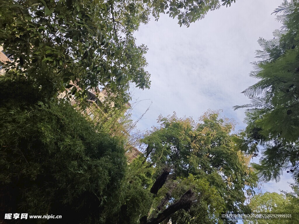 仰视葱郁树林景观
