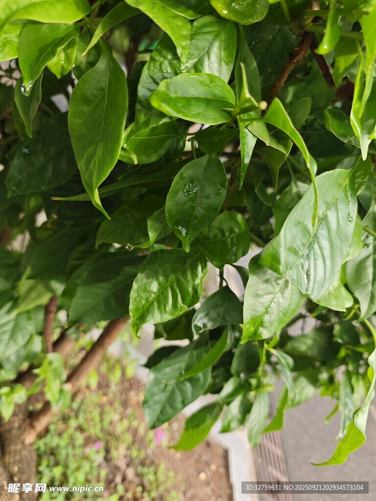 翠绿繁茂的树叶特写