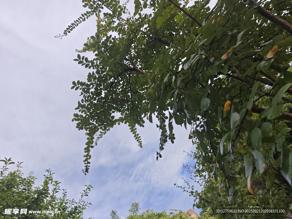 仰视绿树蓝天景致