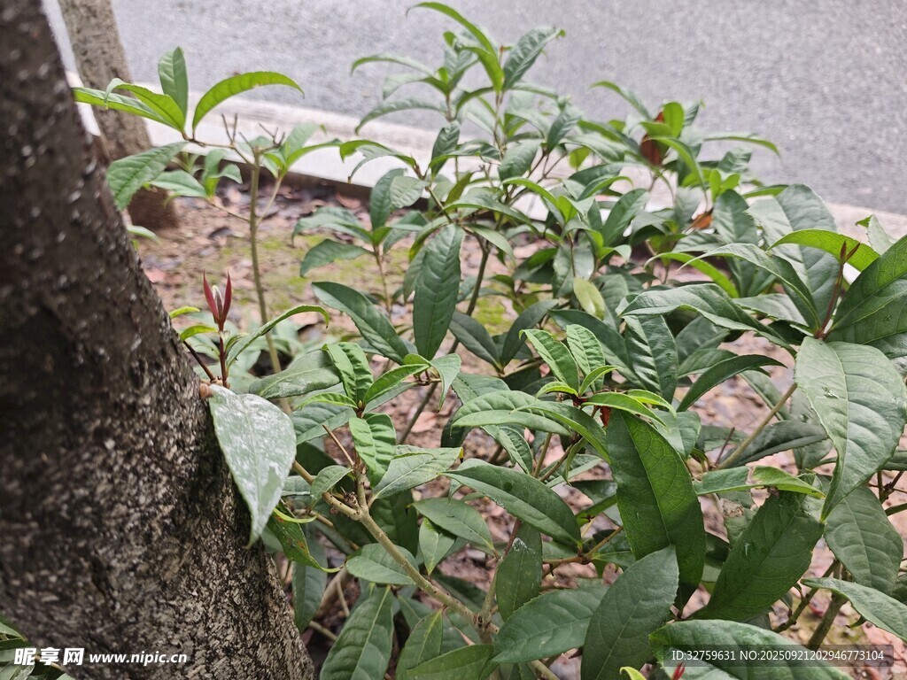 树下绿植特写