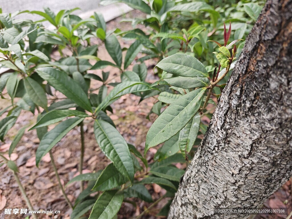 树干旁的绿植特写