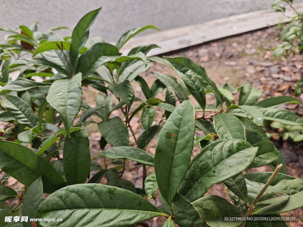 绿叶繁茂的植物