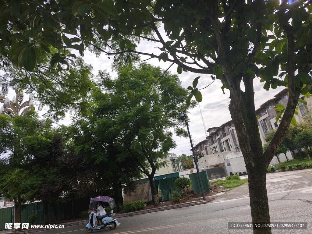 街道旁绿树成荫的静谧景象