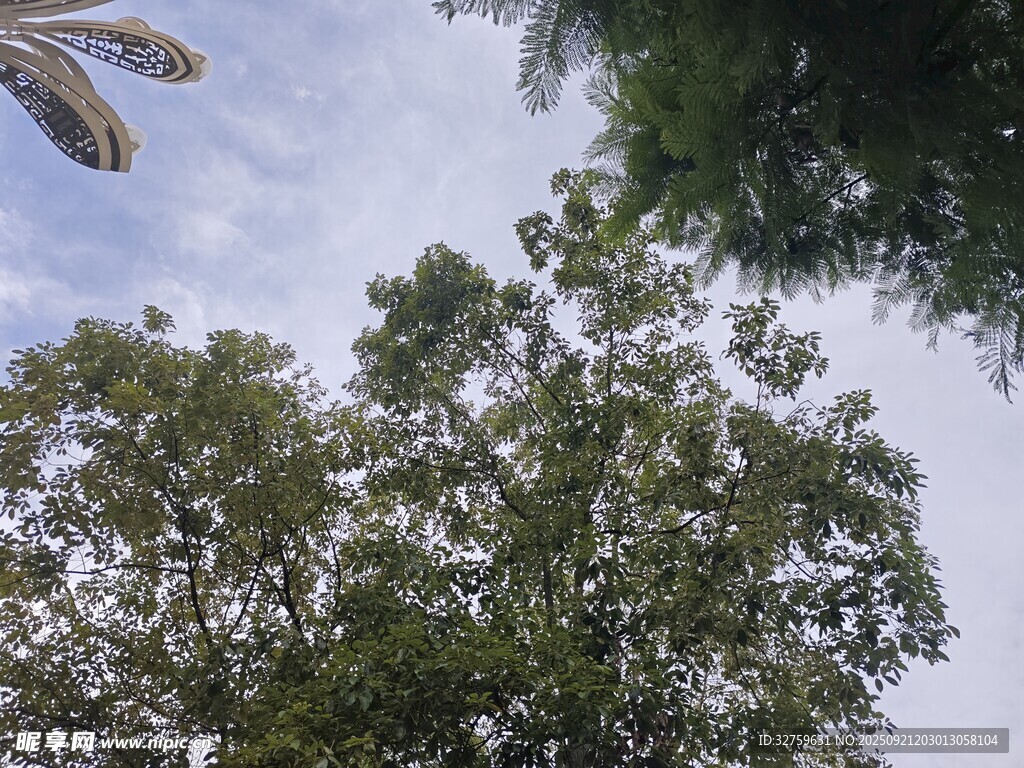 仰视葱郁树木与蓝天