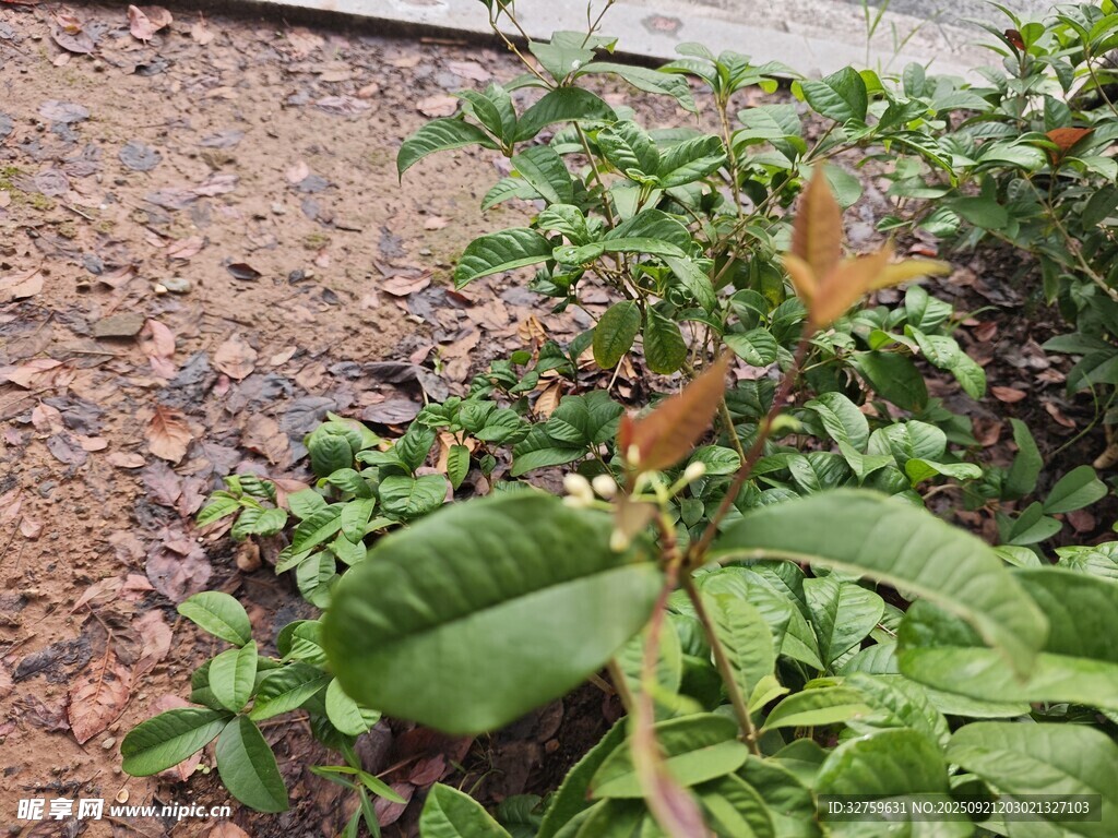 绿叶植物近景特写