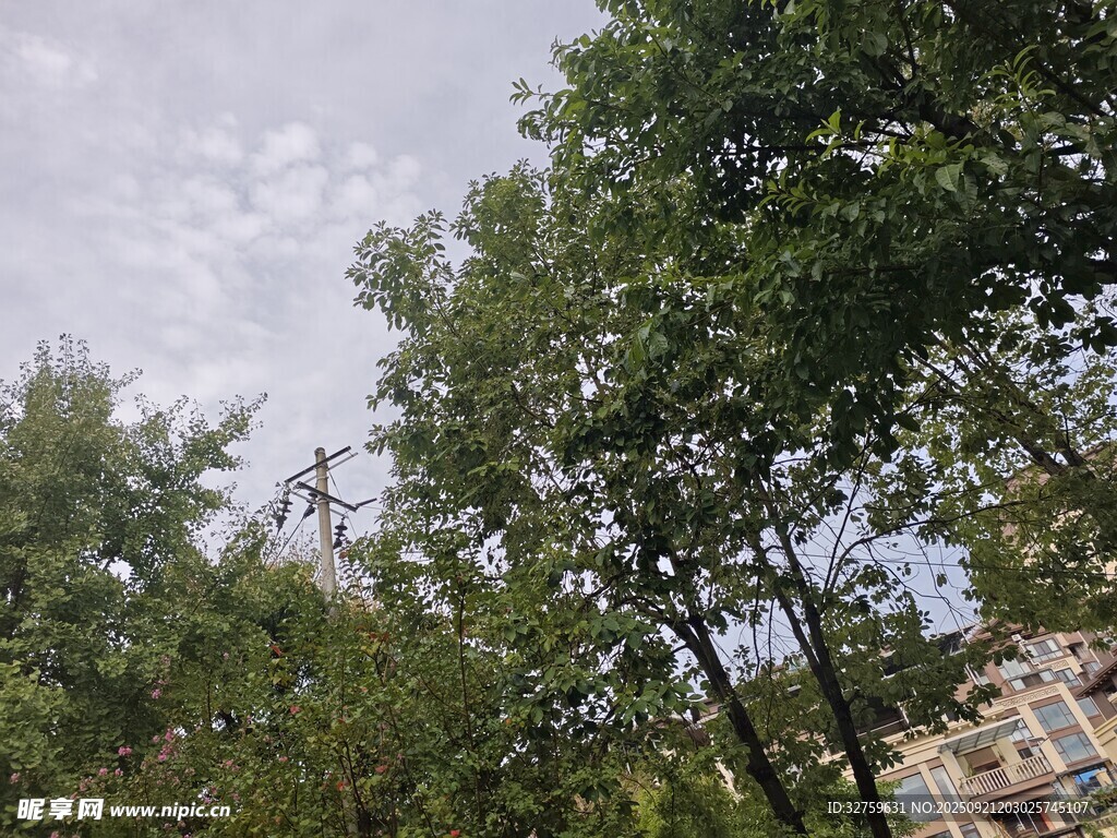 绿树蓝天景致