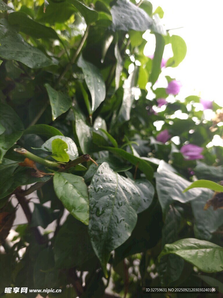 绿叶繁花植物特写