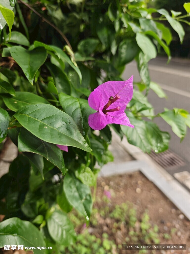 娇艳紫花绽于绿叶间