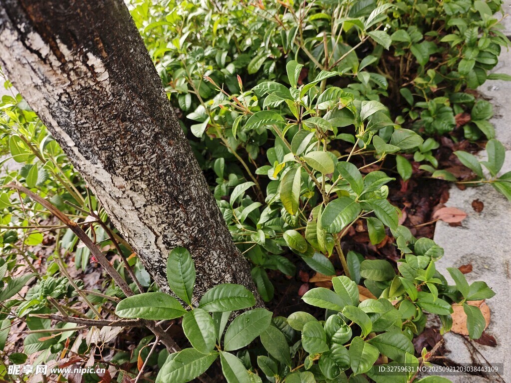 树干旁的翠绿植物