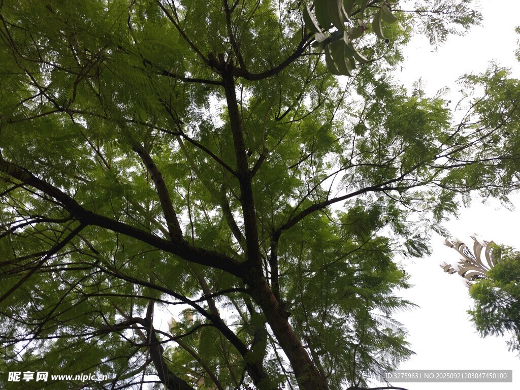 仰视茂密翠绿的树木枝叶
